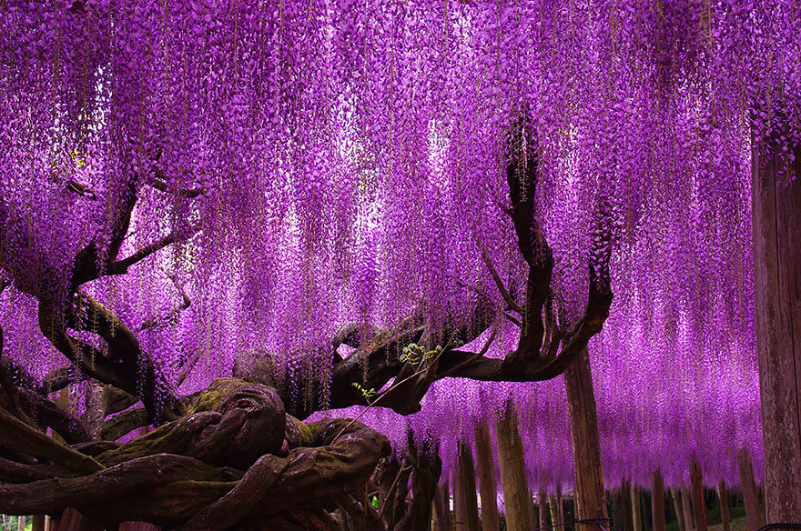 美翻整個世界　16顆「讓大家彷彿置身宮崎駿世界」的夢幻樹