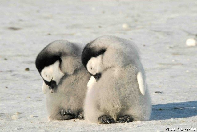 企鵝寶寶可以站著睡覺？　一系列「睡搞搞萌照」讓大家更愛企鵝啦