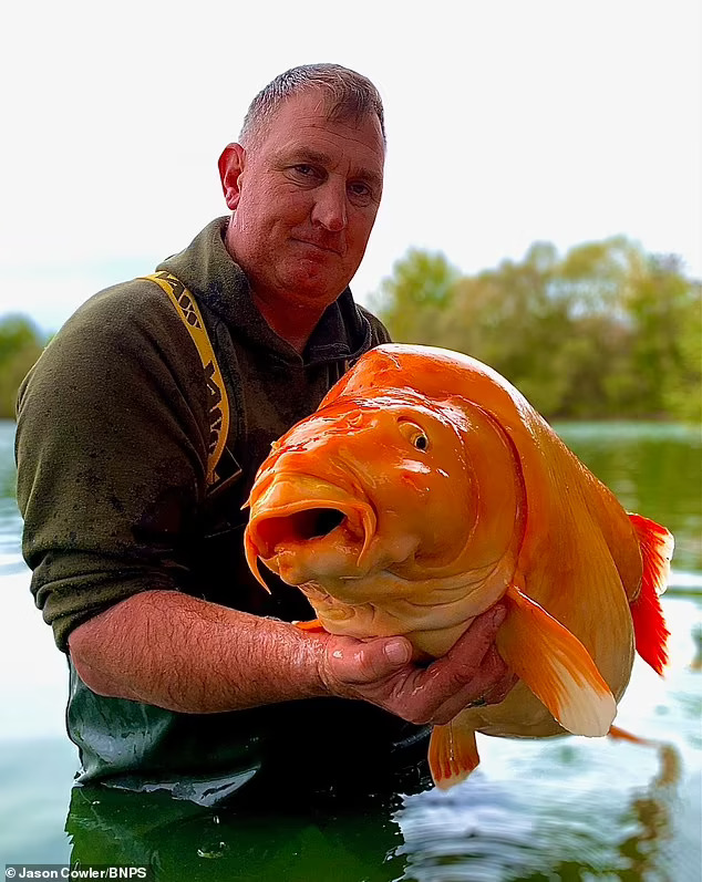 水中怪獸！釣客釣上30公斤「巨無霸金魚」　可能刷新世界紀錄