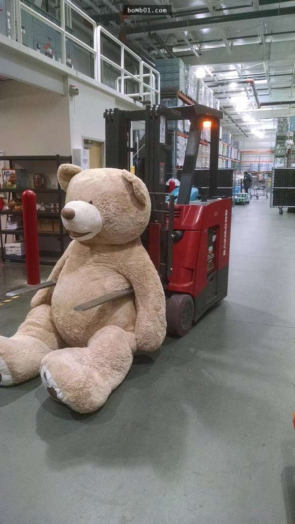 大賣場販售高達236公分的「巨無霸泰迪熊」，每個顧客看到的反應就是馬上衝過去抱緊！