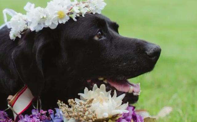 養了15年的老狗狗「得了腦癌」無法走路　主人婚禮當天仍「堅持參加」…最後畫面害賓客爆哭
