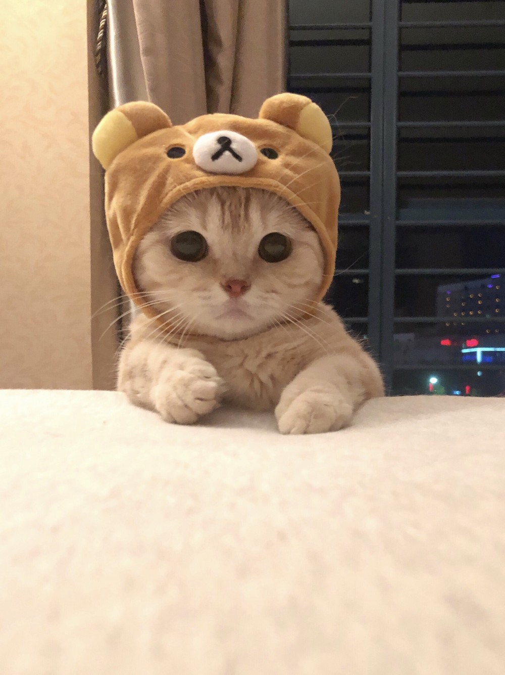 小橘貓「Cosplay拉拉熊」有夠Q　一系列萌照讓網友投降：不准你這麼可愛