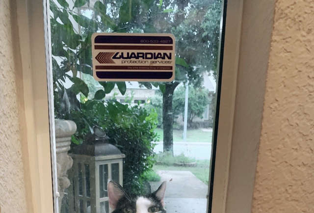 「自來貓」要求住進家裡不果　幾天幾夜站窗外緊盯：人類快開門！