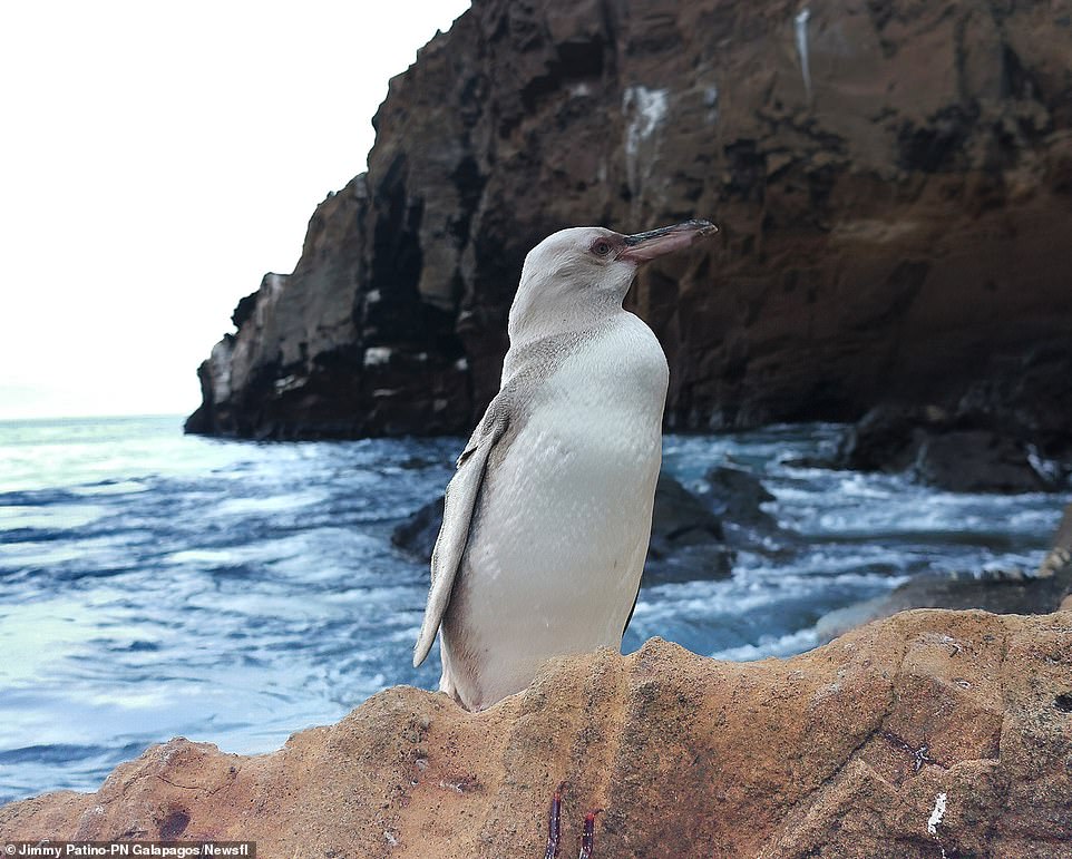 極地小天使！　厄瓜多發現超稀有「純白企鵝」　專家超驚喜：小島上史上第一隻！