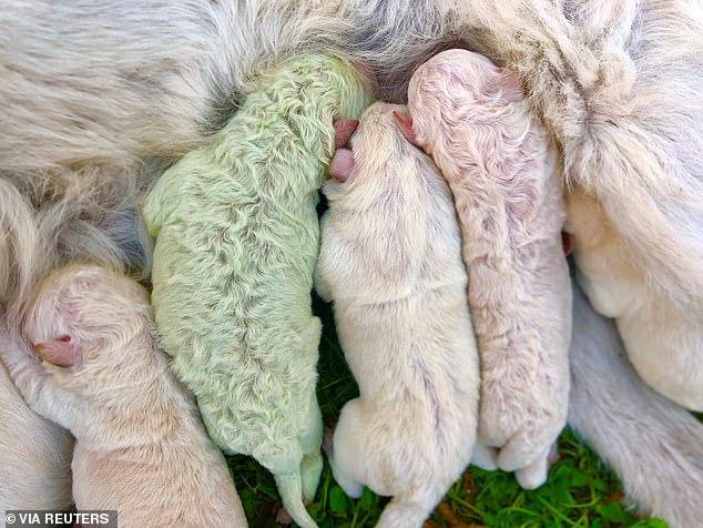 白毛牧羊犬竟生出「綠色小奶狗」！　知道原因後網笑：這是美麗的巧合～