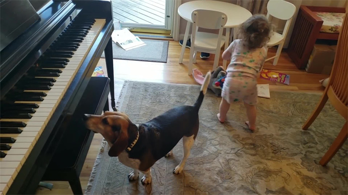 天才狗狗跟小主人「同台表演」超嗨　邊彈鋼琴邊高歌全被拍下