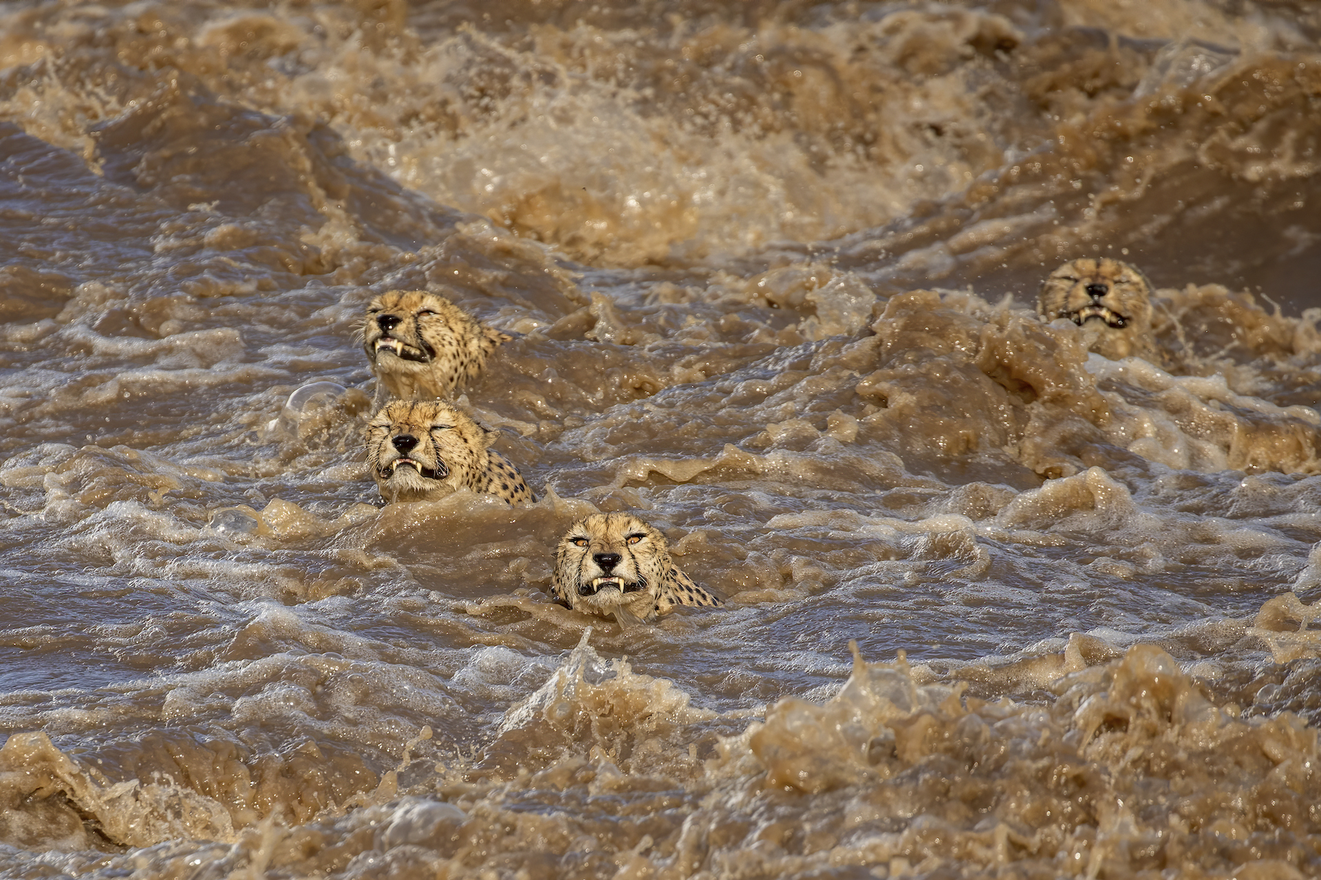 差點忘了自然這麼真實！「野生動物攝影獎」作品出爐　獵豹「掙扎游泳」人生首見！