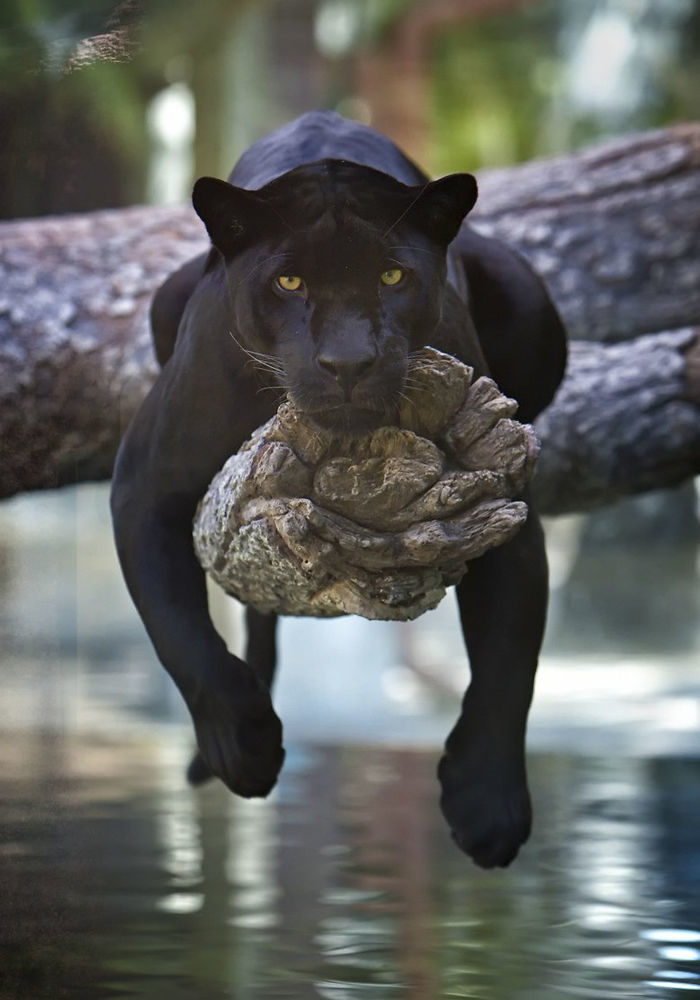 16張對比圖證明「黑豹就是大一點的黑喵」　喜歡可愛的東西根本一樣～❤