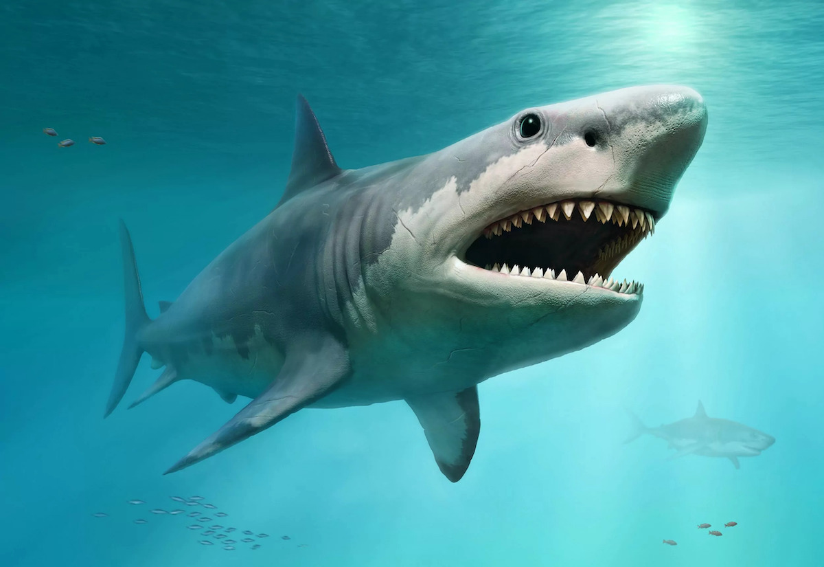 史前巨齒鯊出現？聲納驚見15公尺長「40噸重海怪」　真相大公開