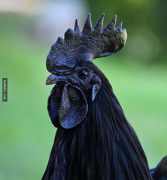 家禽界藍寶堅尼「罕見印尼全黑雞」，連內臟和骨頭都是黑色的牠只有「這裡」不是黑色！