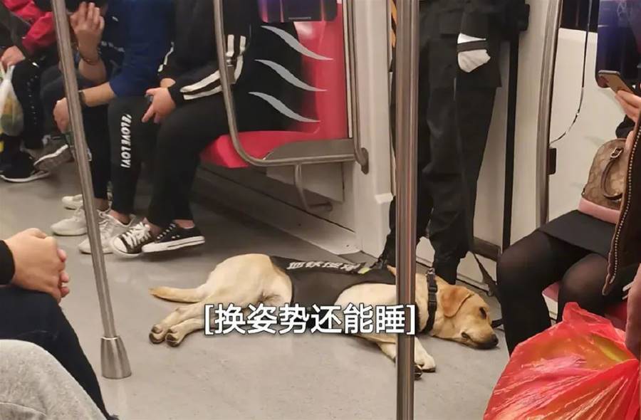 狗狗也不喜歡上班！警犬執勤摸魚被抓包　網見瞌睡模樣心疼：我替牠站！