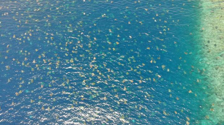大自然的勝利！6萬隻「稀有綠蠵龜」洄游產卵　一起上岸那一刻超壯觀