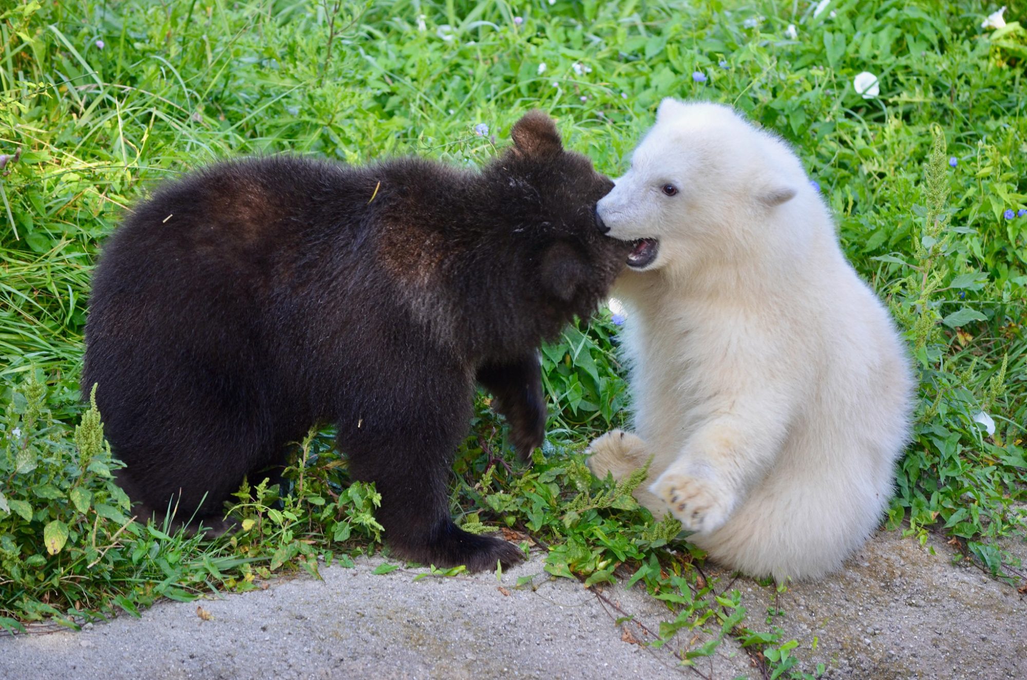 黑白配！小北極熊沒家「遇上孤兒黑熊」　2隻竟天天黏一起：以後偶有你～