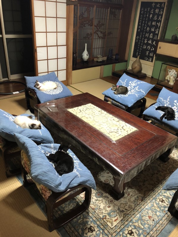 進客廳看到5喵皇「一貓佔一個坐墊」　奴才笑噴：在開幹部會議？