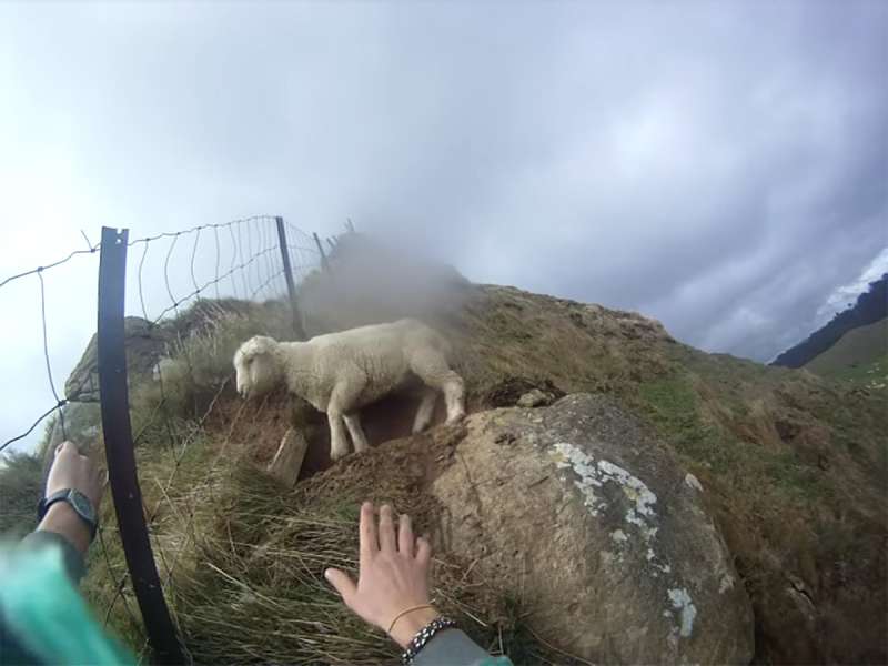 男子出手相救卡住籬笆的小綿羊　獲救後的下場網友們都笑到內疚
