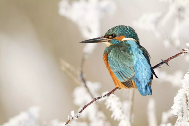 排路隊隊～　21張「美翻整個冬季」的漂亮鳥兒照