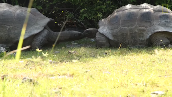 巨型陸龜「交配被打斷」很憤怒　抬頭猛追：你看屁看！