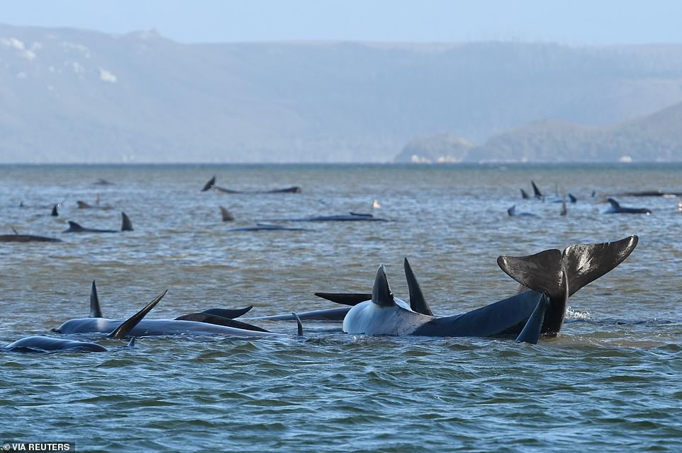 與時間的競賽！270隻鯨魚「集體擱淺」　大規模救援出動：要把牠們還回大海！