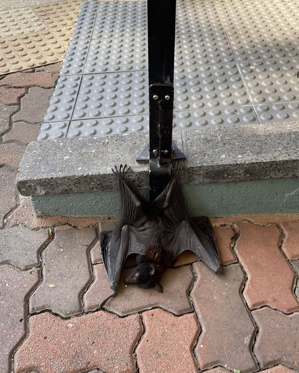 白天人行道竟倒臥「小蝙蝠」！　牠向人類求助...餵食後狗狗眼：謝謝泥～
