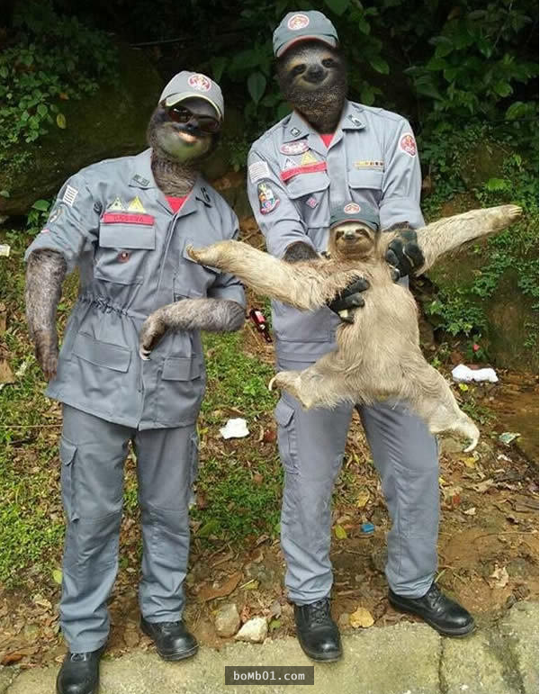 這張「樹懶獲救」照片一上傳就引出各路PS大神，第一張真的笑死人不償命啊！