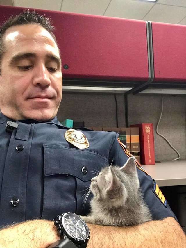 小浪貓被帶回警局反應很驚恐　暖警一把牠抱在懷裡：我決定當牠的爸爸