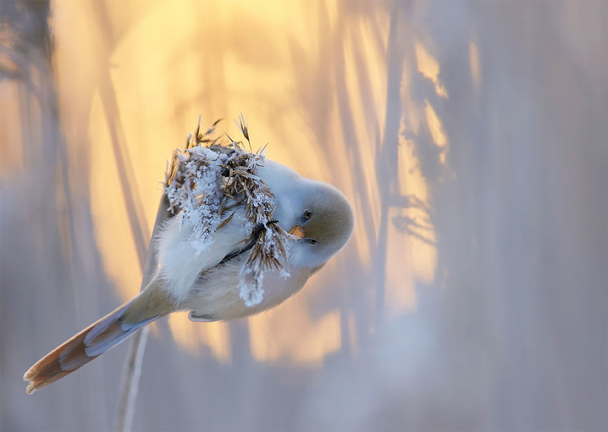 30張「每一幅都是一個鳥生故事」的年度最佳鳥類照片