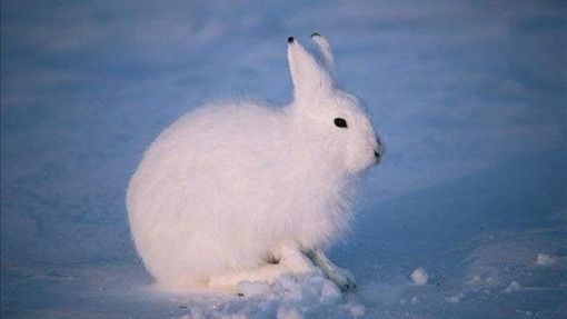 北極兔神似「一團雪球」超療癒　起身後卻叫人傻眼：怎麼有超模的腿！