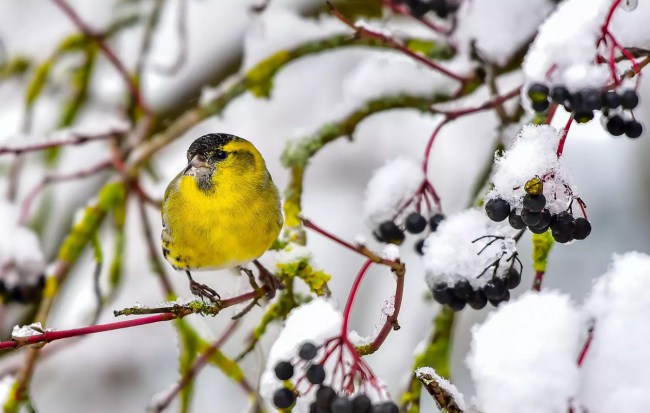 排路隊隊～　21張「美翻整個冬季」的漂亮鳥兒照