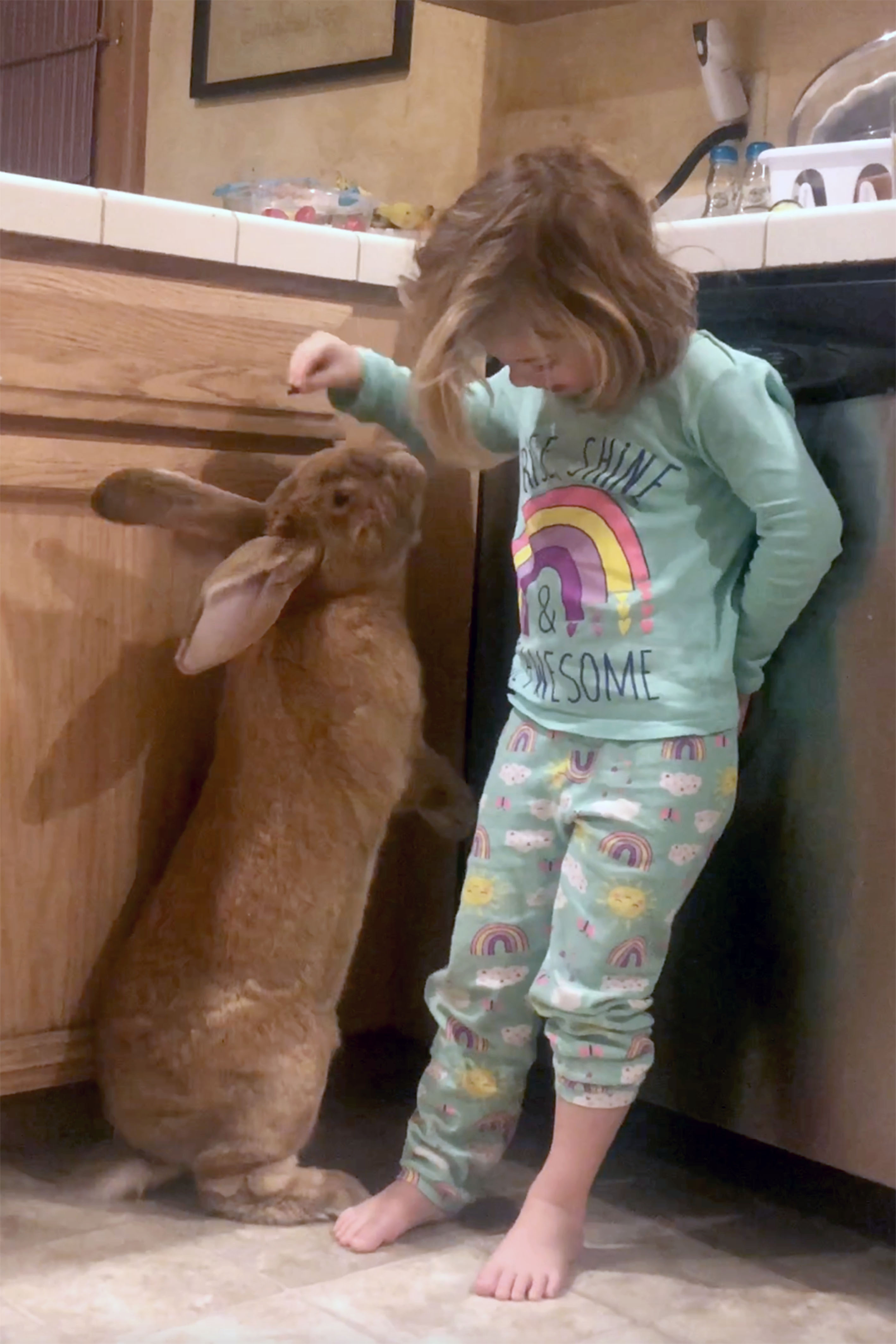 帶回巴掌小兔…養了卻跟女兒一樣大！　「超級巨兔」小姊姊直接當枕頭躺❤️