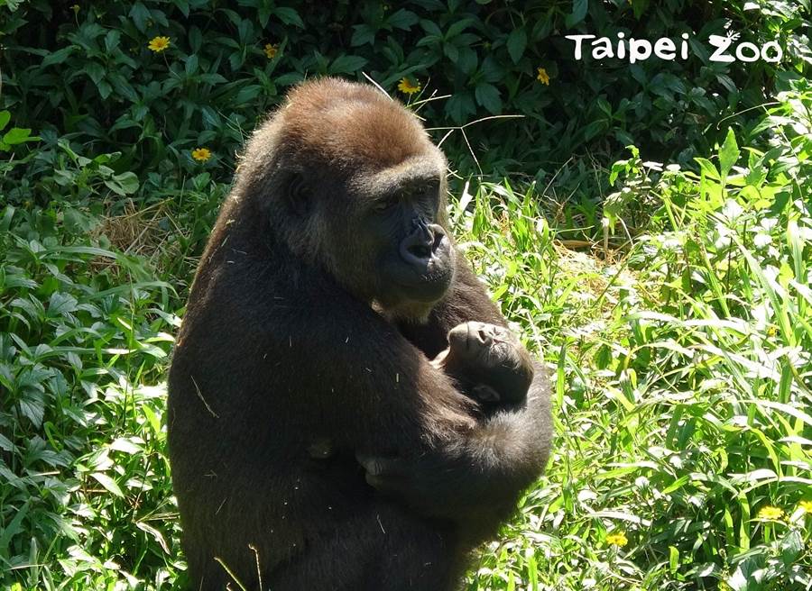 金剛猩猩生寶寶了！　動物園釋出超珍貴「生產影片」　猩猩媽「緊抱不肯放」畫面太有愛