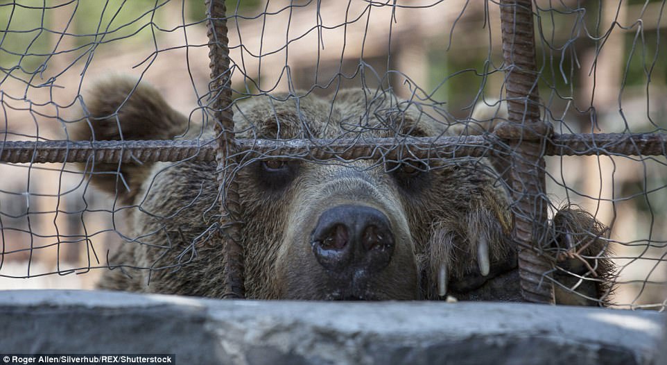 超扯餐廳把棕熊關在籠子裡挨餓「看客人吃飯」，牠們被逼向客人乞求剩飯還覺得很好笑！