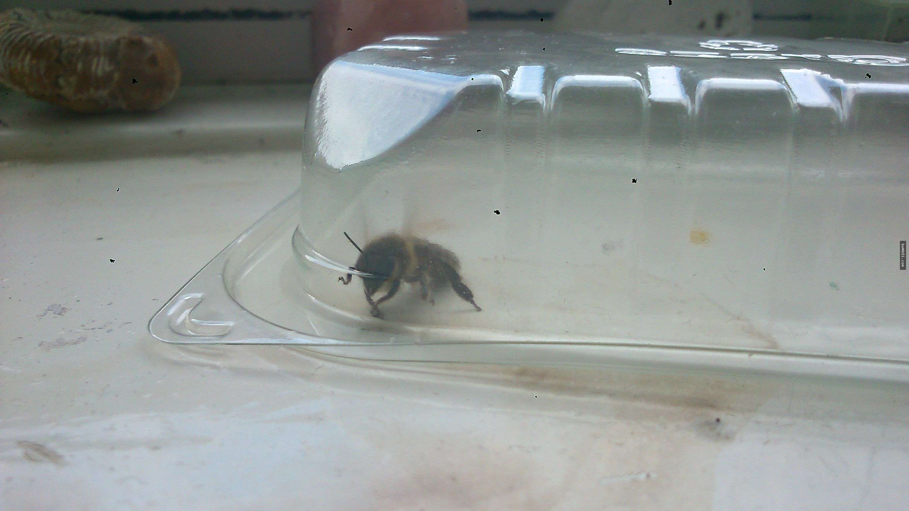 他好心放生在家抓到的一隻蜜蜂　幾天後卻驚見「蜜蜂全家傾巢而出」來拜訪
