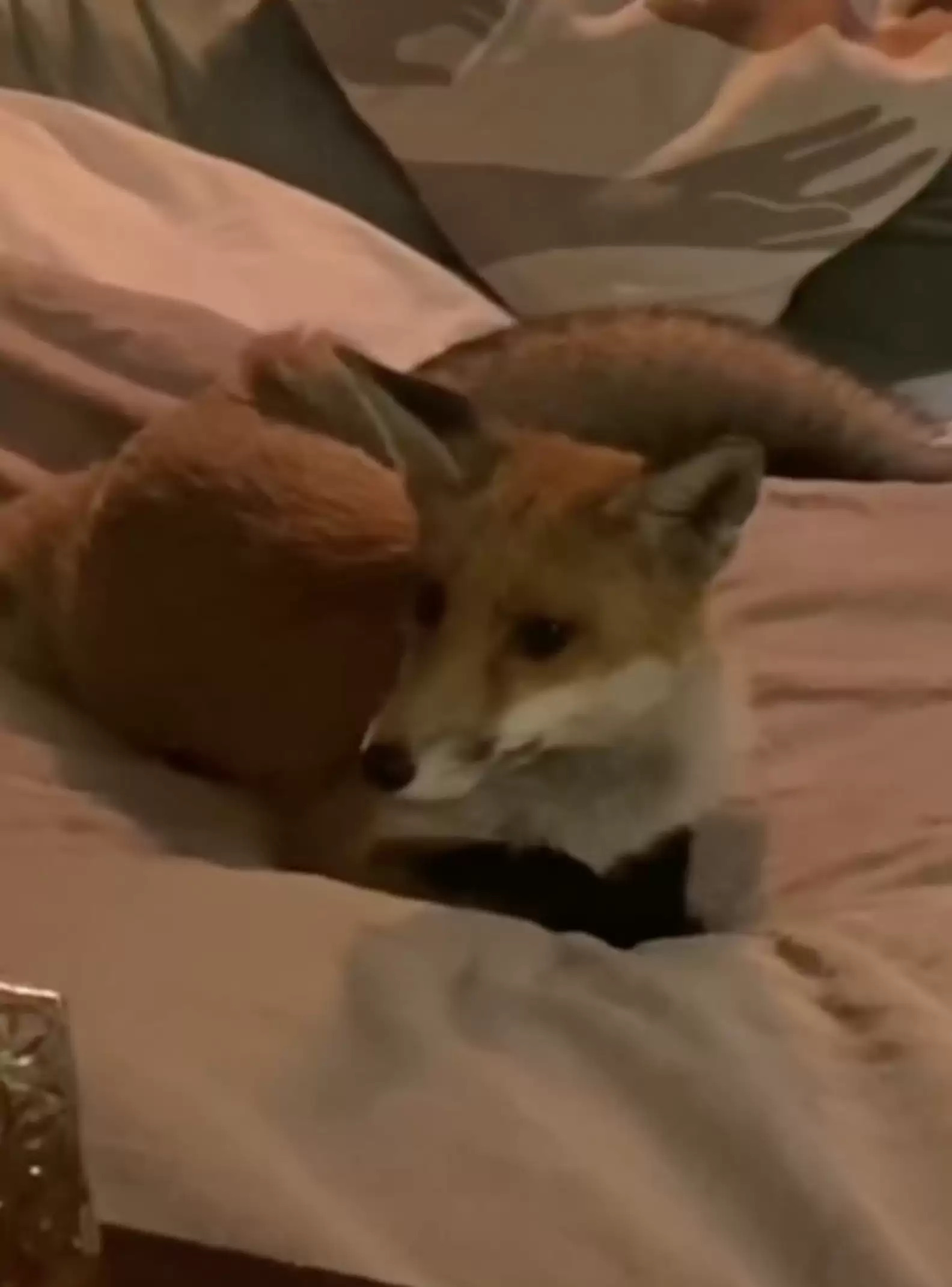 進門發現「床上有陌生狐狸」她傻眼！　對方超自來熟：哈摟～