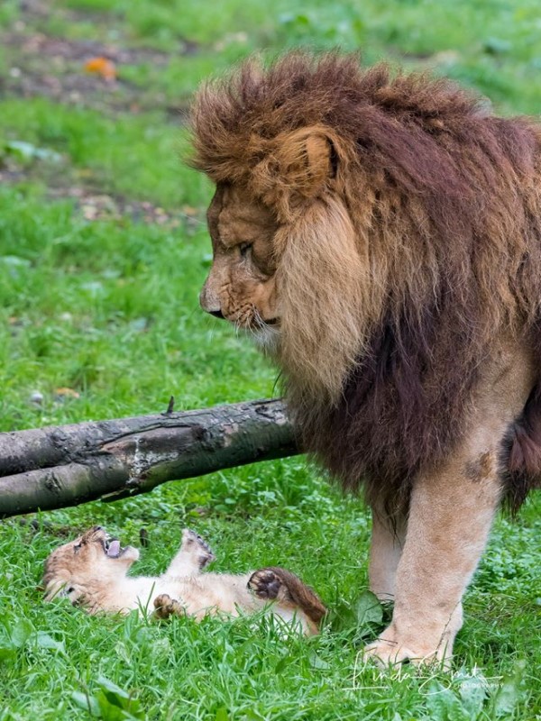 獅媽不在…雄獅當奶爸「獨自面對屁孩獅」　顧到手忙腳亂：老婆你什麼時候回來？！　