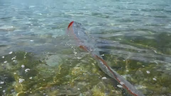「深海地震魚」竟現身淺灘　遊客下水見證牠的奇蹟泳姿