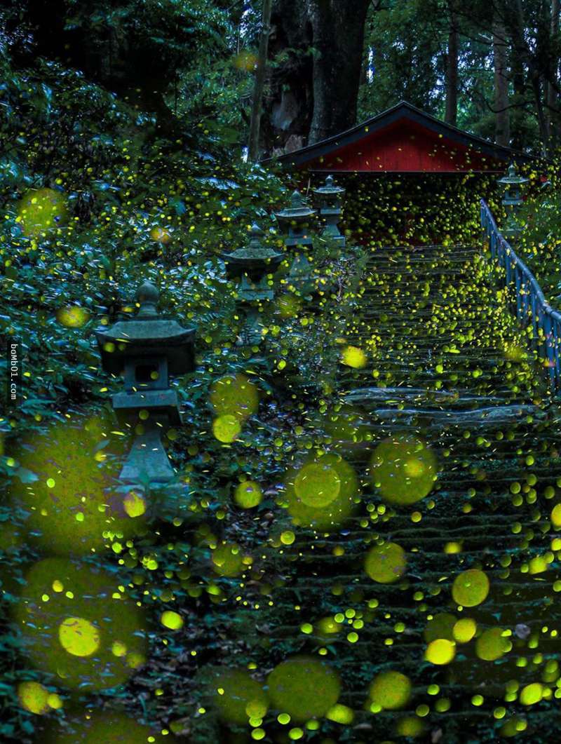 他在夏天來到日本拍攝螢火蟲時本來沒有太多期待，結果按下一次快門後他卻停不下來了…
