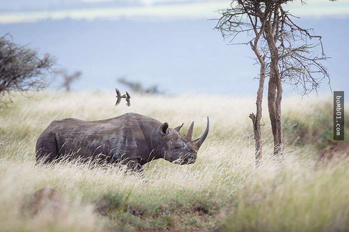 印度國家公園「做出驚人決定」保護珍貴的犀牛，目前為止已經有50多名可疑人士被槍殺！