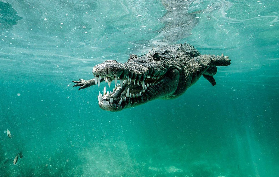 原來鱷魚在水下不游泳而是「用兩隻腳站著走」，超蠢萌的模樣讓牠瞬間殺氣全失！