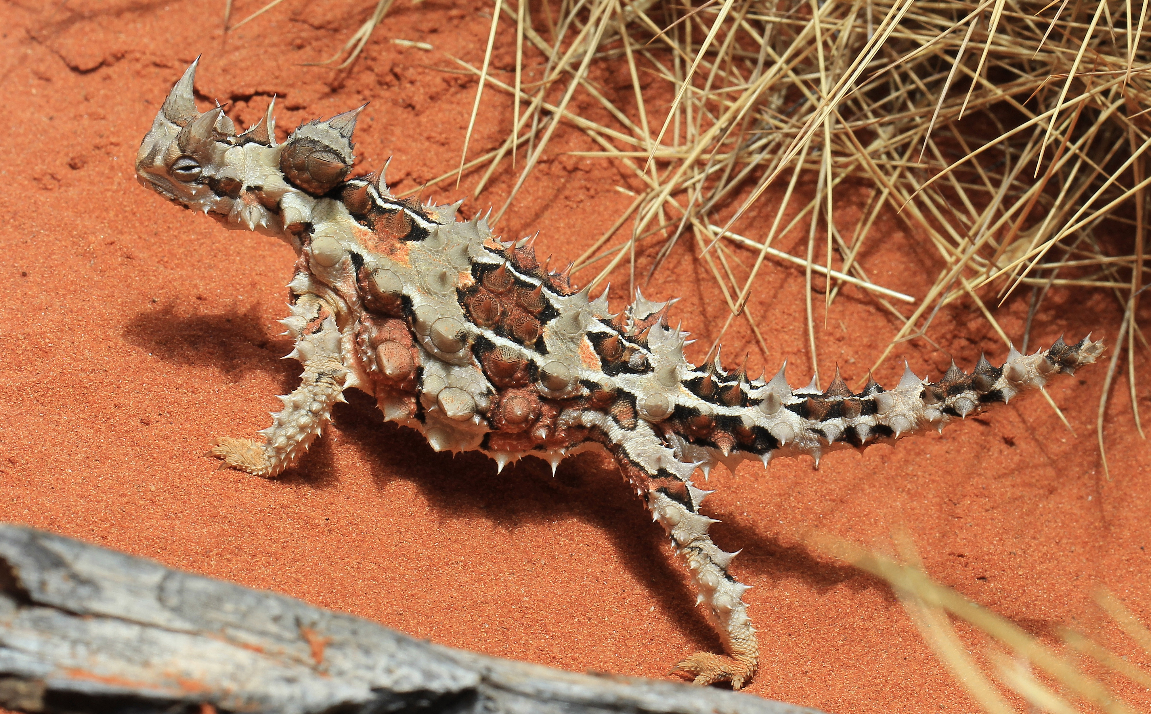 「沙漠蜥蜴」天生長得像是傳說生物　還擁有「變色超能力」躲敵人