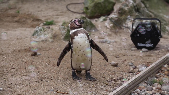 封鎖沒人來！好心人捐贈「泡泡機」給動物園　企鵝們開心圍觀：好夢幻喔～