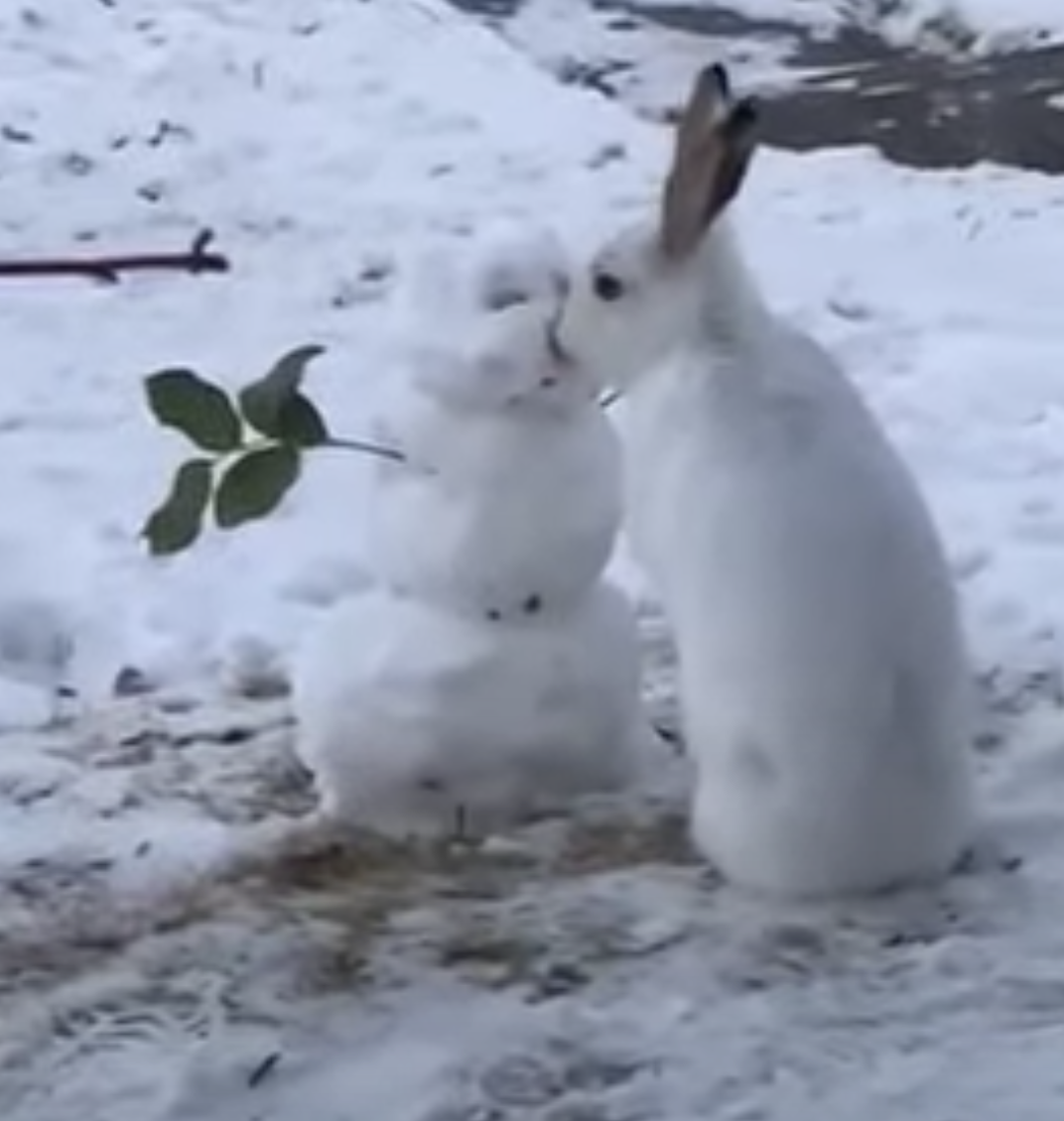 小兔兔雪地「啵一下」雪人好甜　眾人看清笑：是儲備糧食啦！