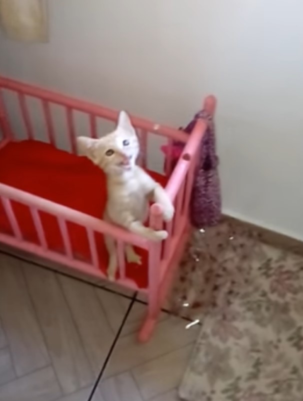 肚肚餓！小橘貓竟躺搖籃「狂吸奶瓶」　網全融化：就是一個人類嬰兒啊～