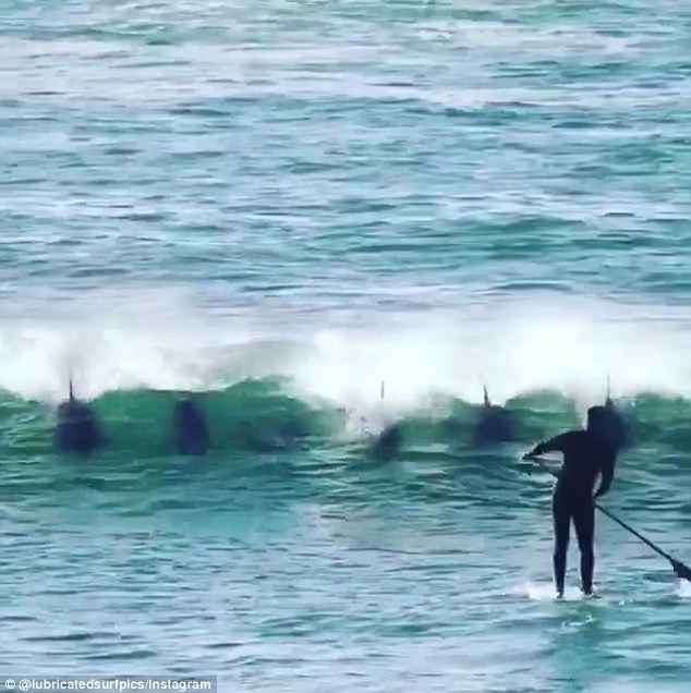 衝浪男看著一群海豚覓食以為會沒事　下一秒「被撞飛」超慘