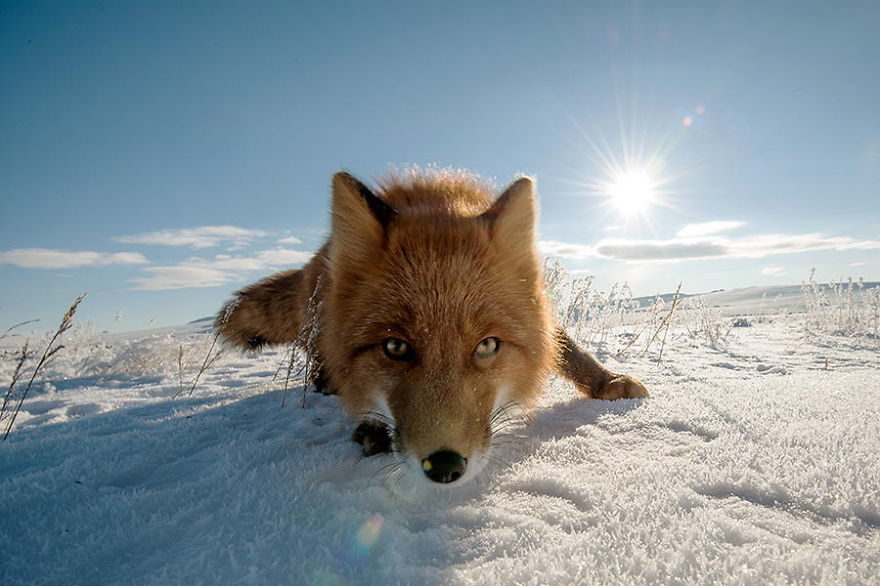他在「無人類極地」拍下純真北極狐　一家大小好奇眼神盯著看超療癒