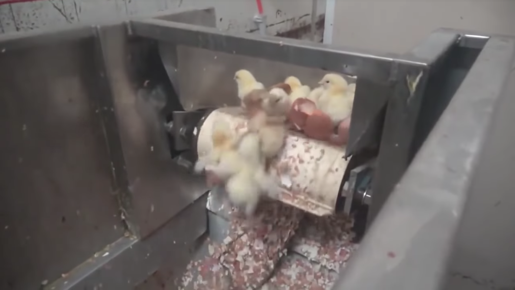 不能生蛋的小公雞「出生5分鐘就被推入絞碎機」，前一秒一臉呆萌…下一幕馬上變成碎肉。
