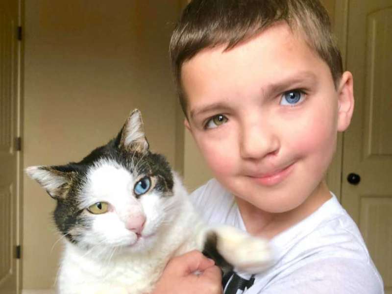 神巧合！　小男孩和貓咪同時有「虹膜異色症和唇裂症」　秒決定要領養回家