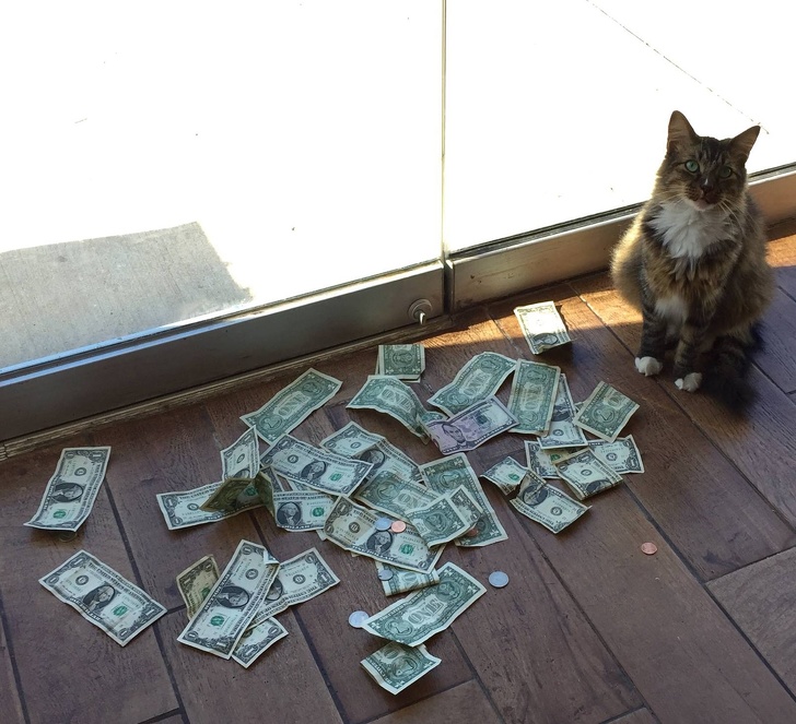 辦公室「收養浪貓抓老鼠」　牠報恩「帶來大筆鈔票」：收都收不完