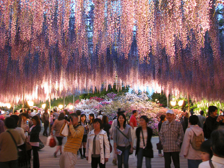 30張超震撼「紫藤花瀑布」照片就是你必須馬上飛去日本旅遊的原因！