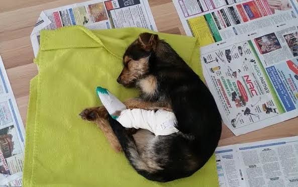 小狗被撞傷腿躲在洞裡1個月，當發現好心人出現…牠用爪子緊握對方的手融化所有人！