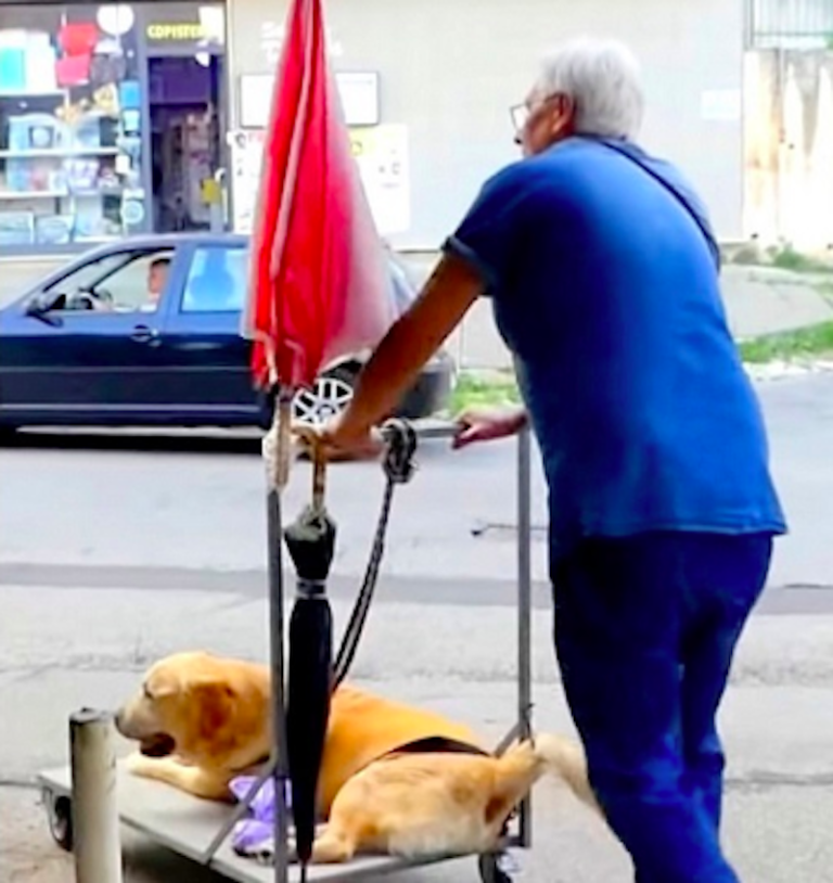 不能走了也要帶你散步　爺爺每天「推車載老狗」網感動：最負責的愛❤